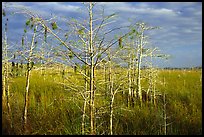 Cypress and sawgrass near Pa-hay-okee, morning. Everglades National Park, Florida, USA. (color)