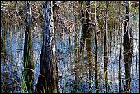 Cypress and sawgrass close-up near Pa-hay-okee, morning. Everglades National Park ( color)