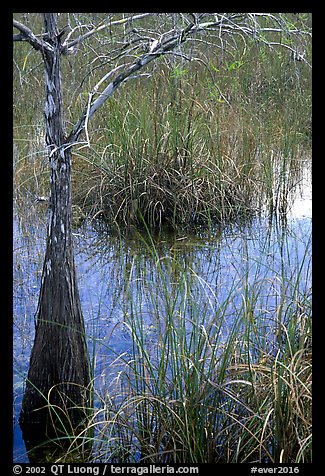 Swamp with cypress and sawgrass  near Pa-hay-okee, morning. Everglades National Park (color)