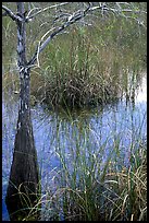 Swamp with cypress and sawgrass  near Pa-hay-okee, morning. Everglades National Park, Florida, USA. (color)