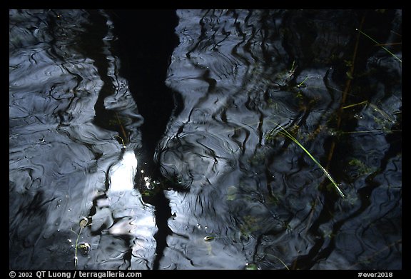 Reflection in black water of a cypress dome. Everglades National Park (color)