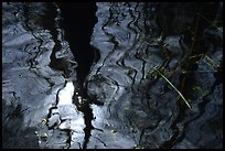 Reflection in black water of a cypress dome. Everglades National Park ( color)