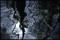 Reflection in black water of a cypress dome. Everglades National Park, Florida, USA.