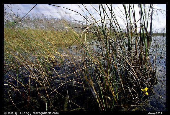 Yellow carnivorous flower and cypress. Everglades National Park (color)