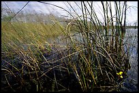 Yellow carnivorous flower and cypress. Everglades National Park ( color)