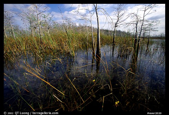 Yellow carnivorous flower and cypress. Everglades National Park, Florida, USA.