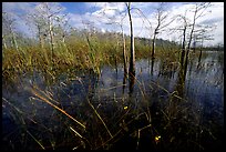 Yellow carnivorous flower and cypress. Everglades National Park, Florida, USA.