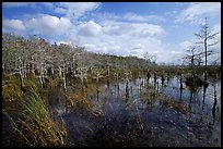 Cypress dome. Everglades National Park ( color)