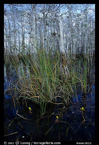 Yellow carnivorous flower and cypress. Everglades National Park, Florida, USA.