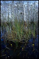 Yellow carnivorous flower and cypress. Everglades National Park, Florida, USA.
