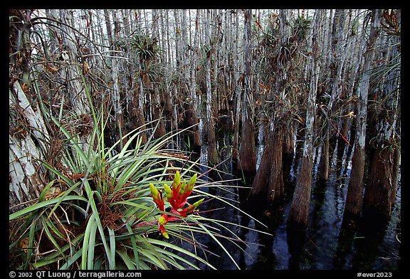 Bromeliad and cypress inside a dome. Everglades National Park, Florida, USA.