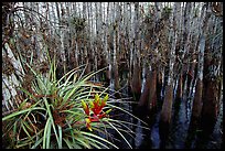 Bromeliad and cypress inside a dome. Everglades National Park, Florida, USA.