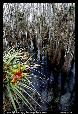 Cypress dome with bromeliad and cypress trees. Everglades National Park (color)