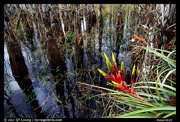 Bromeliad and bald cypress inside a dome. Everglades National Park, Florida, USA.
