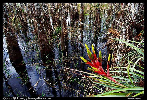 Bromeliad and bald cypress inside a dome. Everglades National Park, Florida, USA.