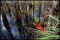 Bromeliad and bald cypress inside a dome. Everglades National Park ( color)