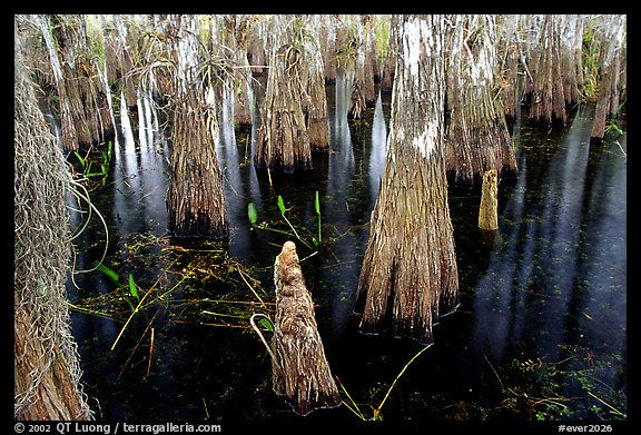 Cypress knees and trunks. Everglades National Park (color)