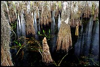 Cypress knees and trunks. Everglades National Park, Florida, USA. (color)