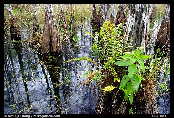 Swamp Ferns (Blechnum serrulatum) on cypress. Everglades National Park (color)