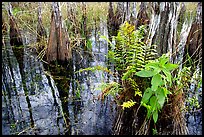 Swamp Ferns (Blechnum serrulatum) on cypress. Everglades National Park ( color)