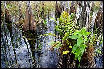 Swamp Ferns (Blechnum serrulatum) on cypress. Everglades National Park, Florida, USA.