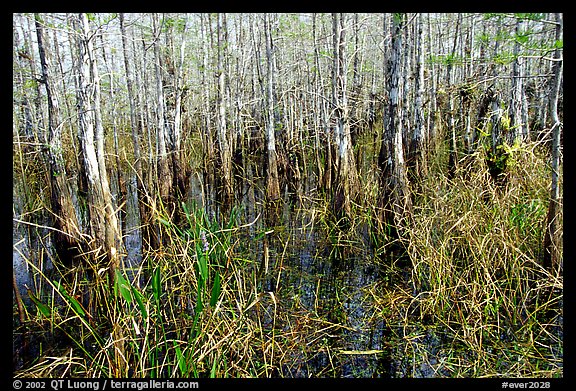 Bald cypress (Taxodium distichum). Everglades National Park (color)