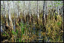 Bald cypress (Taxodium distichum). Everglades National Park, Florida, USA.