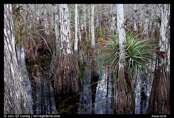 Bromeliad and cypress inside a dome. Everglades National Park, Florida, USA.