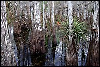 Bromeliad and cypress inside a dome. Everglades National Park, Florida, USA.