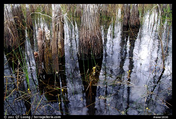 Yellow flowers, sawgrass and cypress. Everglades National Park, Florida, USA.