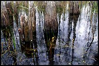 Yellow flowers, sawgrass and cypress. Everglades National Park, Florida, USA.