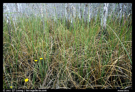 Grasses and pond cypress forest. Everglades National Park (color)