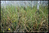 Grasses and pond cypress forest. Everglades National Park, Florida, USA. (color)