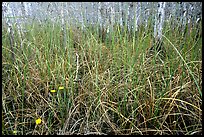 Grasses and pond cypress forest. Everglades National Park ( color)