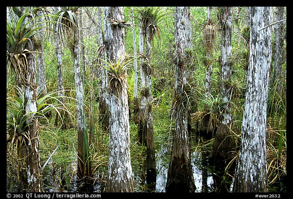 Bromeliad and cypress inside a dome. Everglades National Park, Florida, USA.