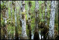 Bromeliad and cypress inside a dome. Everglades National Park, Florida, USA. (color)