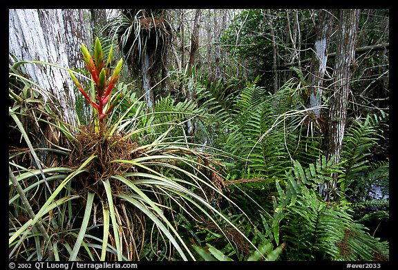 Bromeliad and swamp ferns inside a dome. Everglades National Park, Florida, USA.