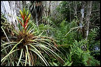 Bromeliad and swamp ferns inside a dome. Everglades National Park, Florida, USA. (color)
