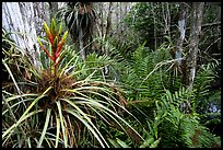 Bromeliad and swamp ferns inside a dome. Everglades National Park, Florida, USA.