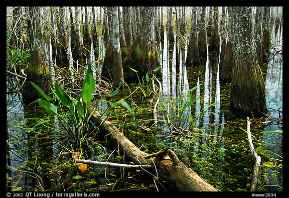 Freshwater marsh environment. Everglades National Park (color)