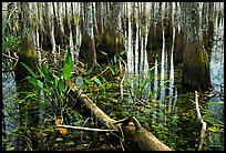 Freshwater marsh environment. Everglades National Park ( color)