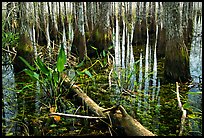 Freshwater marsh environment. Everglades National Park, Florida, USA.