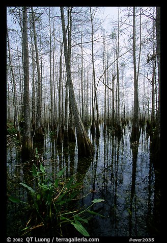 Cypress dome near Pa-hay-okee. Everglades National Park, Florida, USA.