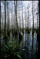 Cypress dome near Pa-hay-okee. Everglades National Park, Florida, USA. (color)