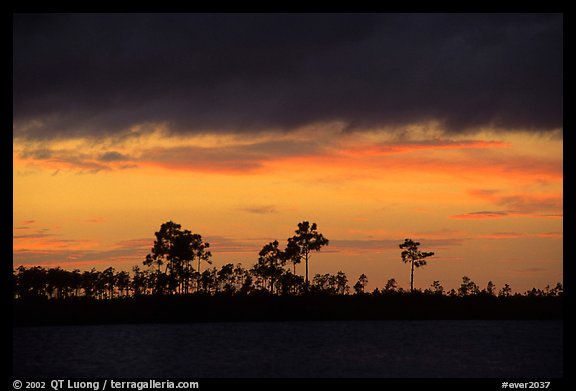 Stormy sunset and pine trees,  Pine Glades Lake. Everglades National Park, Florida, USA.