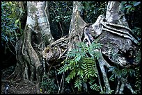 Strangler Fig (Ficus aurea) roots in tropical hardwood hammock. Everglades National Park ( color)