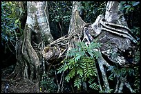 Strangler Fig (Ficus aurea) roots in tropical hardwood hammock. Everglades National Park, Florida, USA.