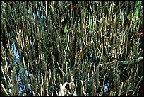 Black Mangrove (Avicennia nitida) breathing tubes. Everglades National Park, Florida, USA.