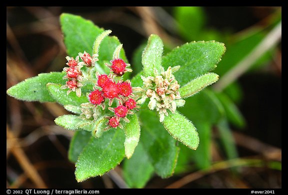 Flower. Everglades National Park (color)