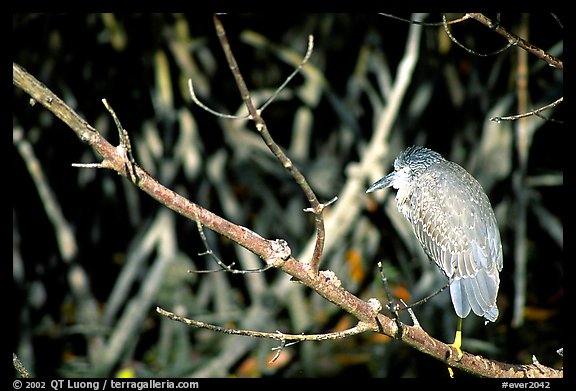 Blue heron. Everglades National Park (color)